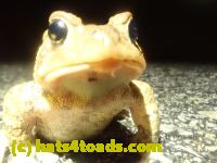 /home//u458753944/public_html/sourcegallery////////////////////////////Roxborough Toad Detour/2023/2023-03-23/P3230610.JPG